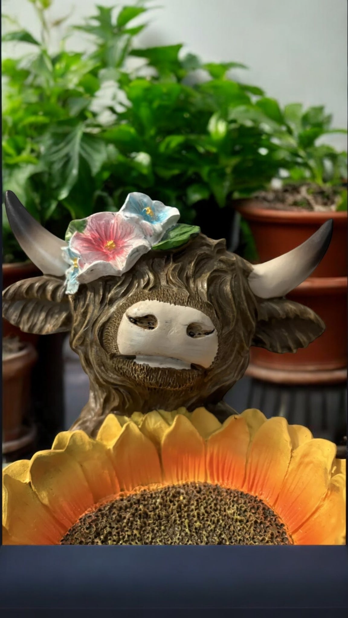 Highland Cow with Sunflower